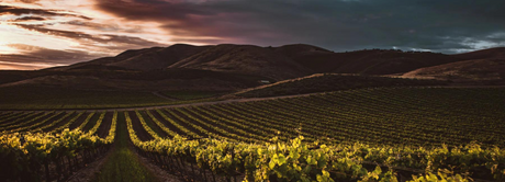 Château Cos d'Estournel Collectors Wine World GmbH