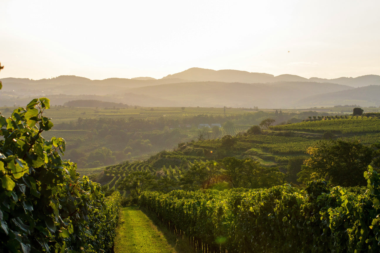 Drohnenaufnahme von Weingut Tement in der Sonne