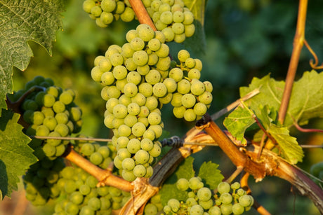 Uvas de la variedad Riesling en el viñedo