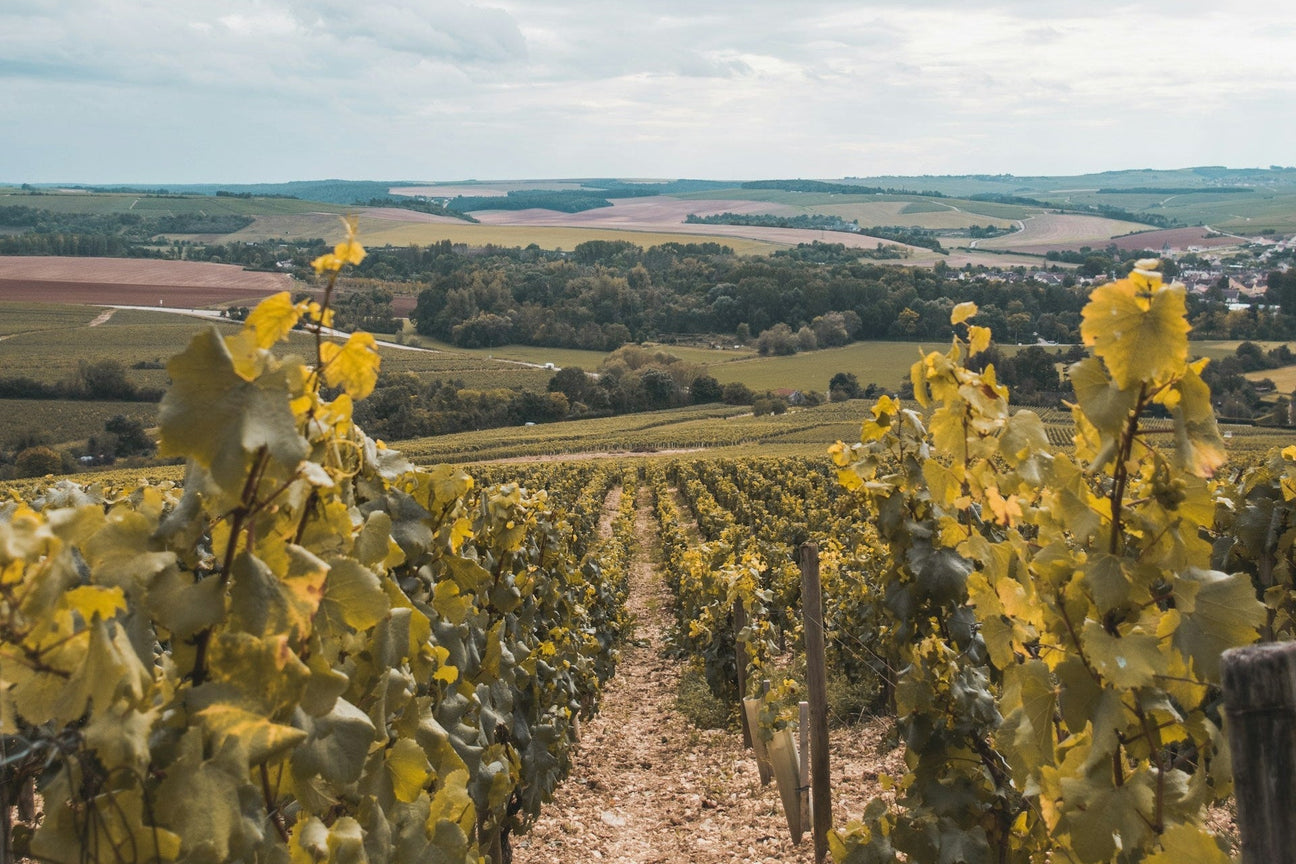 Vineyards in Rioja