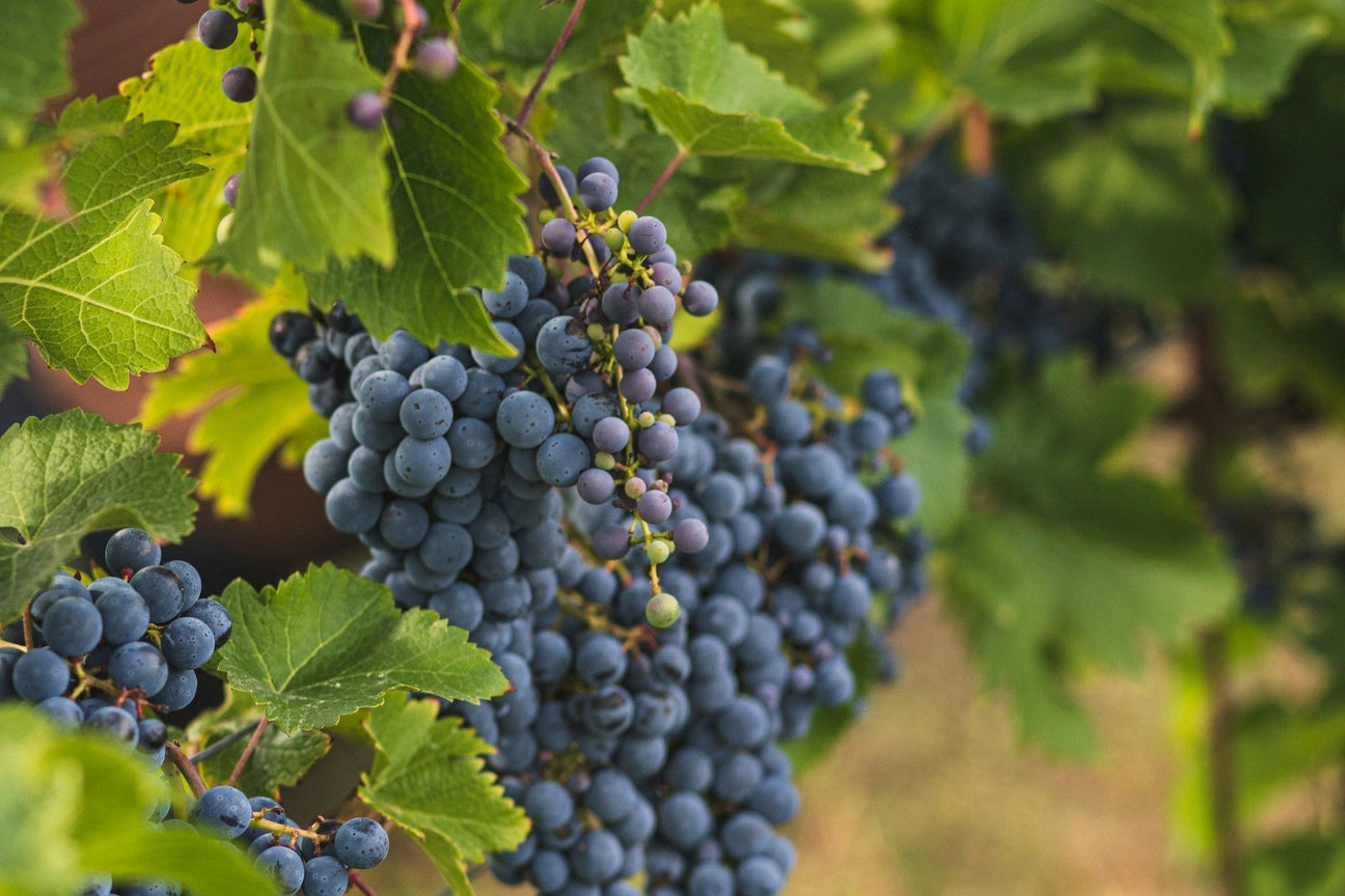 Trauben der Rebsorte Shiraz hängen im Weinberg