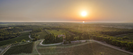 Super Tuscans - Die Kultweine Collectors Wine World GmbH