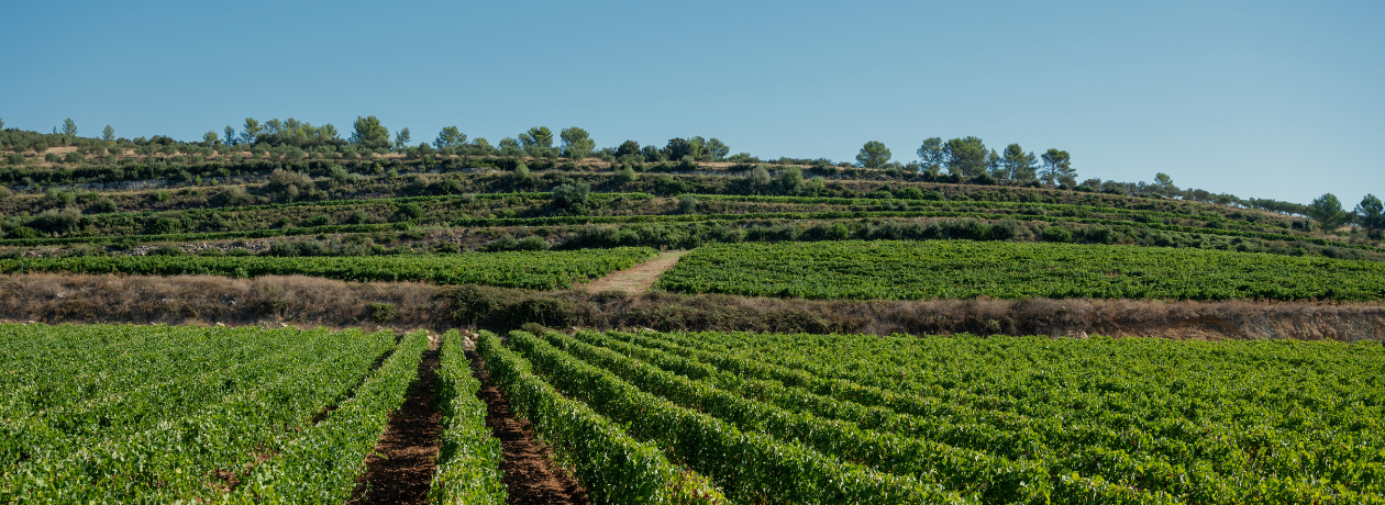 Trendrebsorte: Sauvignon Blanc