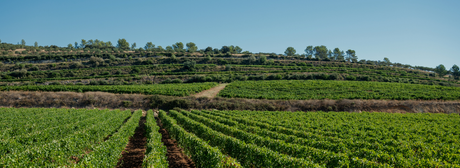 Trendrebsorte: Sauvignon Blanc Collectors Wine World GmbH