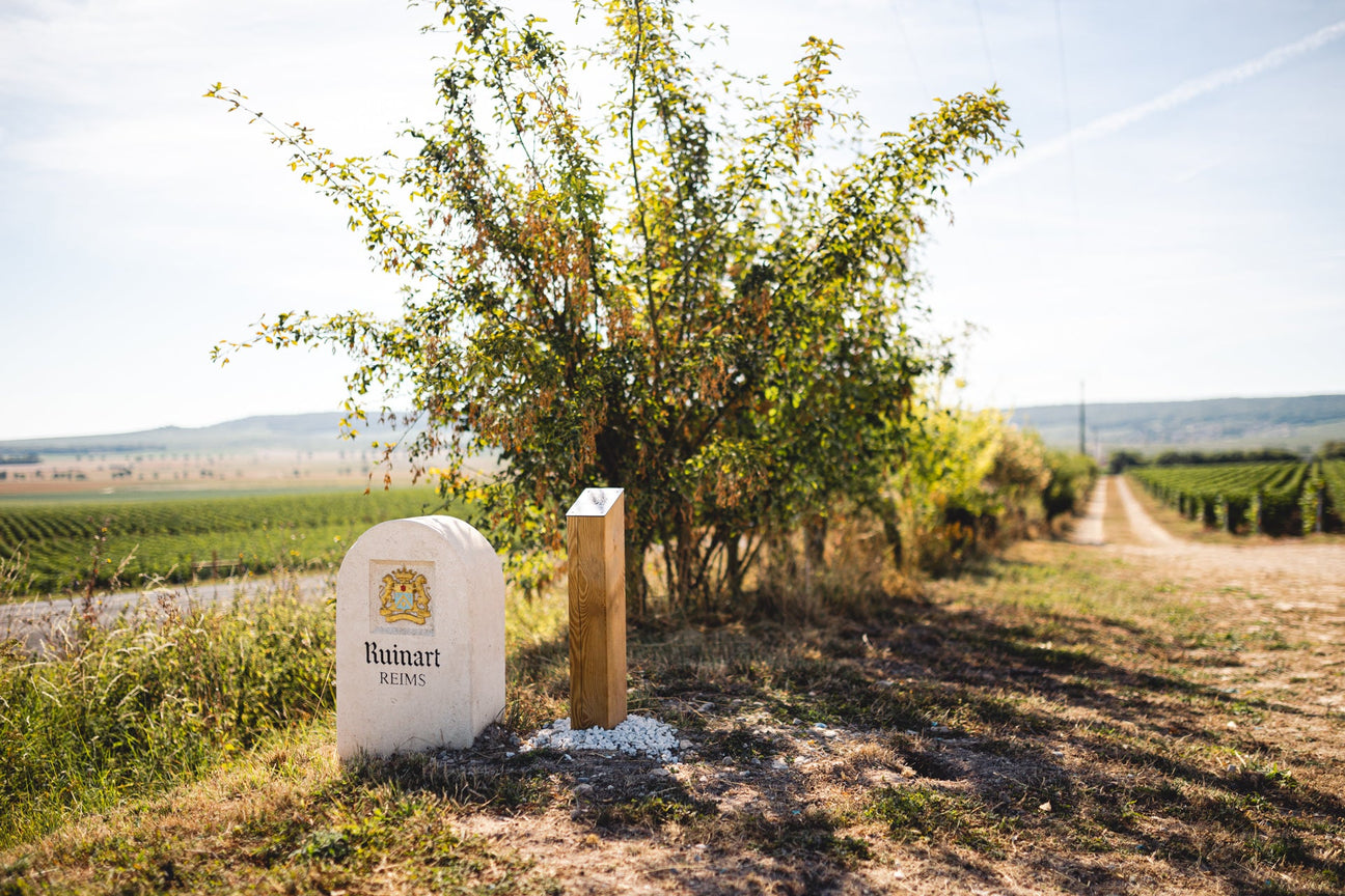 Weinberge von Champagne Ruinart