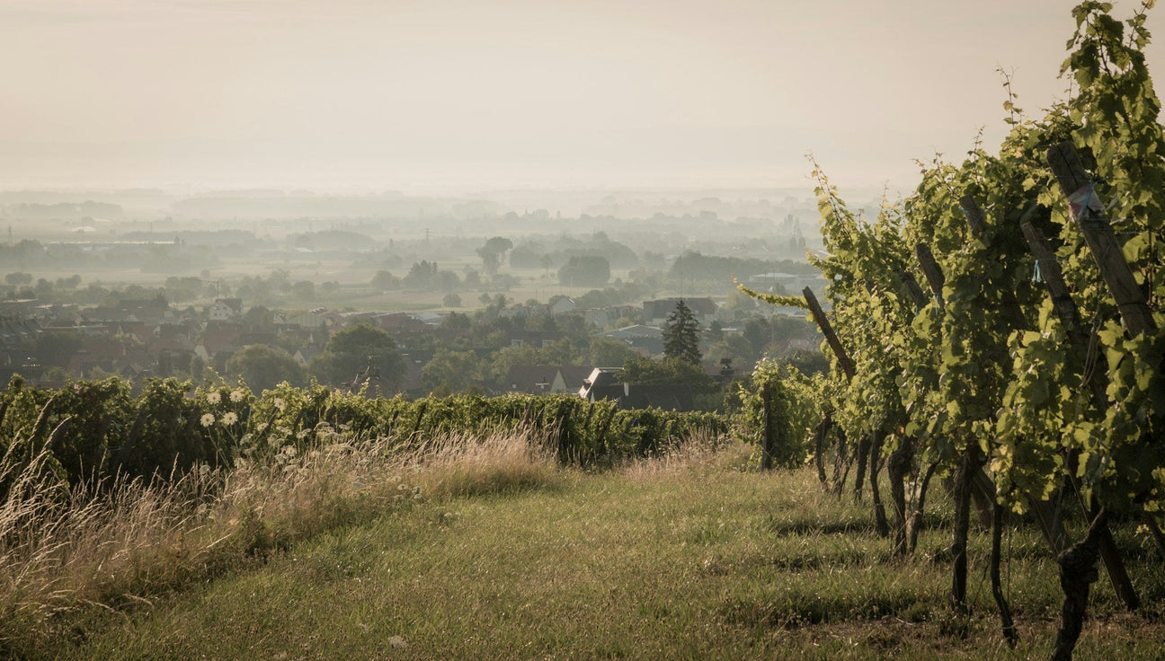 Chateau Montrose 