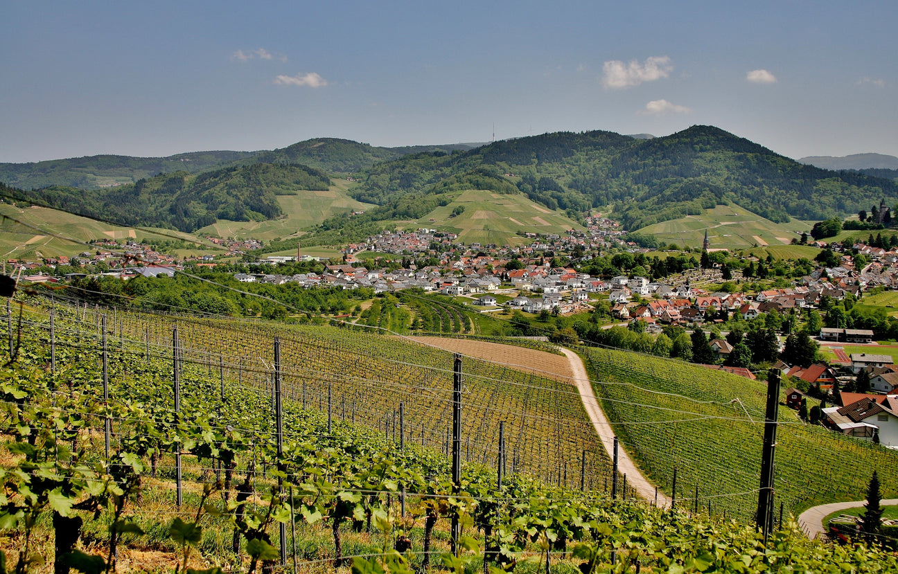 Weinberge im Burgund