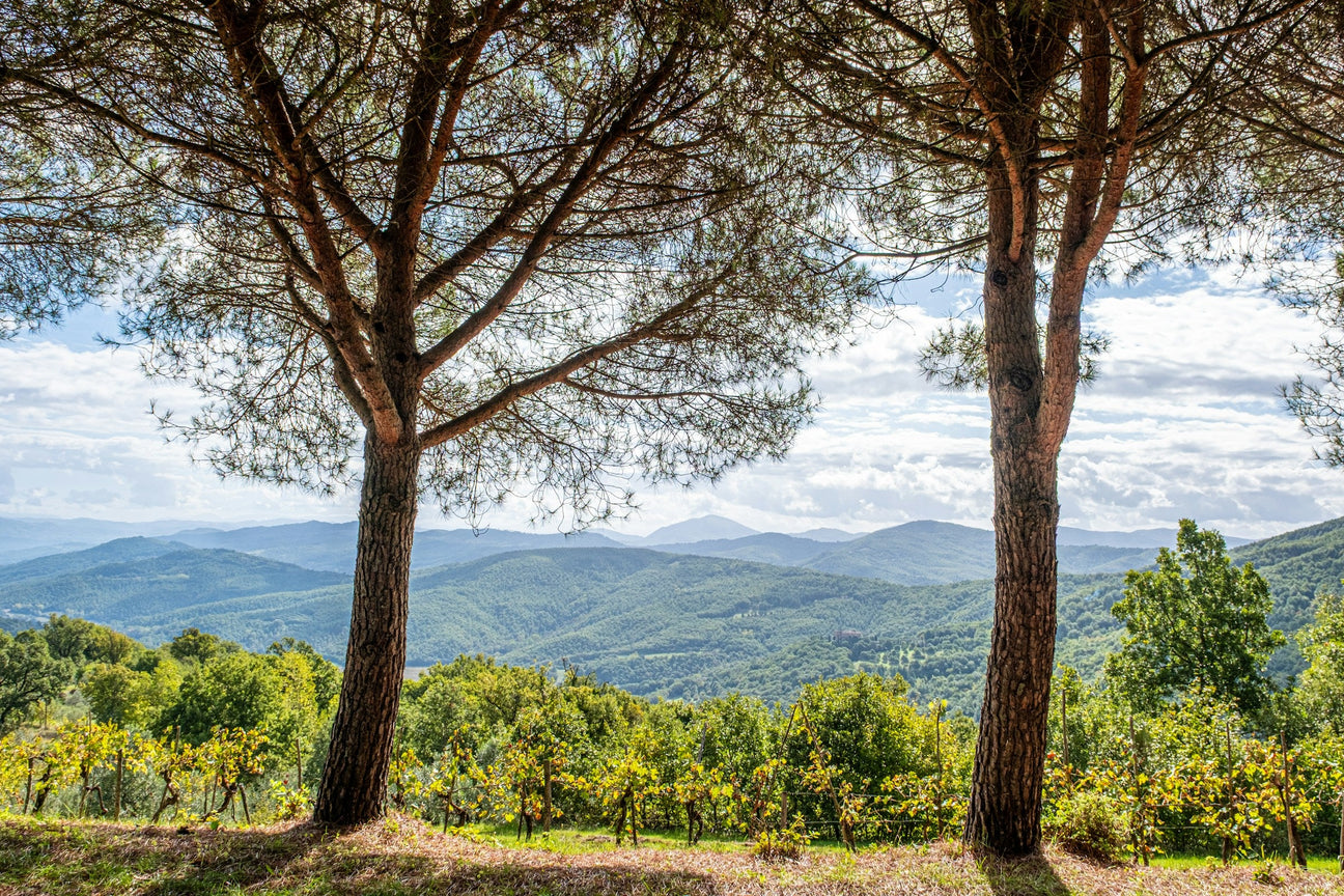 Valle Reale