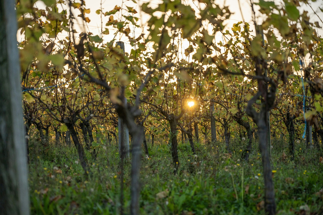 Weinberge in Bordeaux Château d'Armailhac
