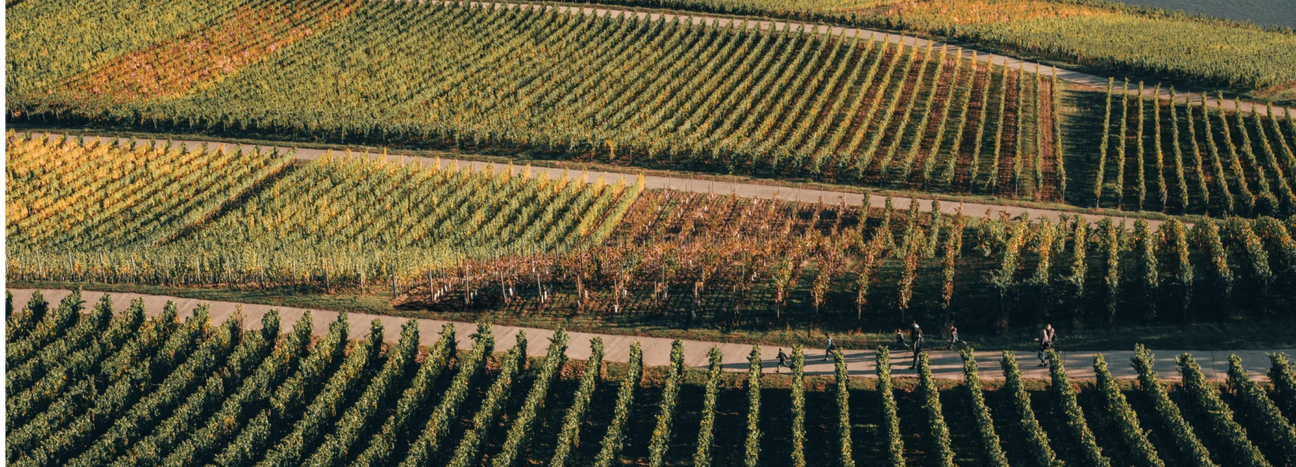 Tenuta San Guido Collectors Wine World GmbH
