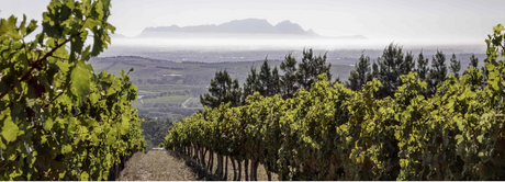 4G Wines Collectors Wine World GmbH