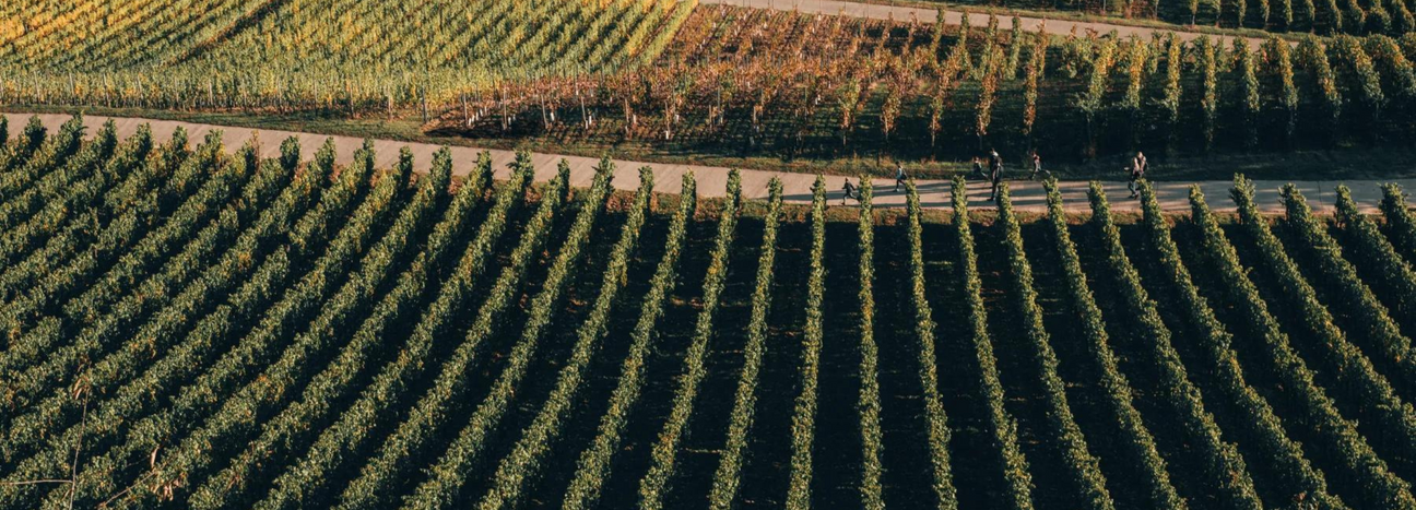 Peter Jakob Kühn Collectors Wine World GmbH