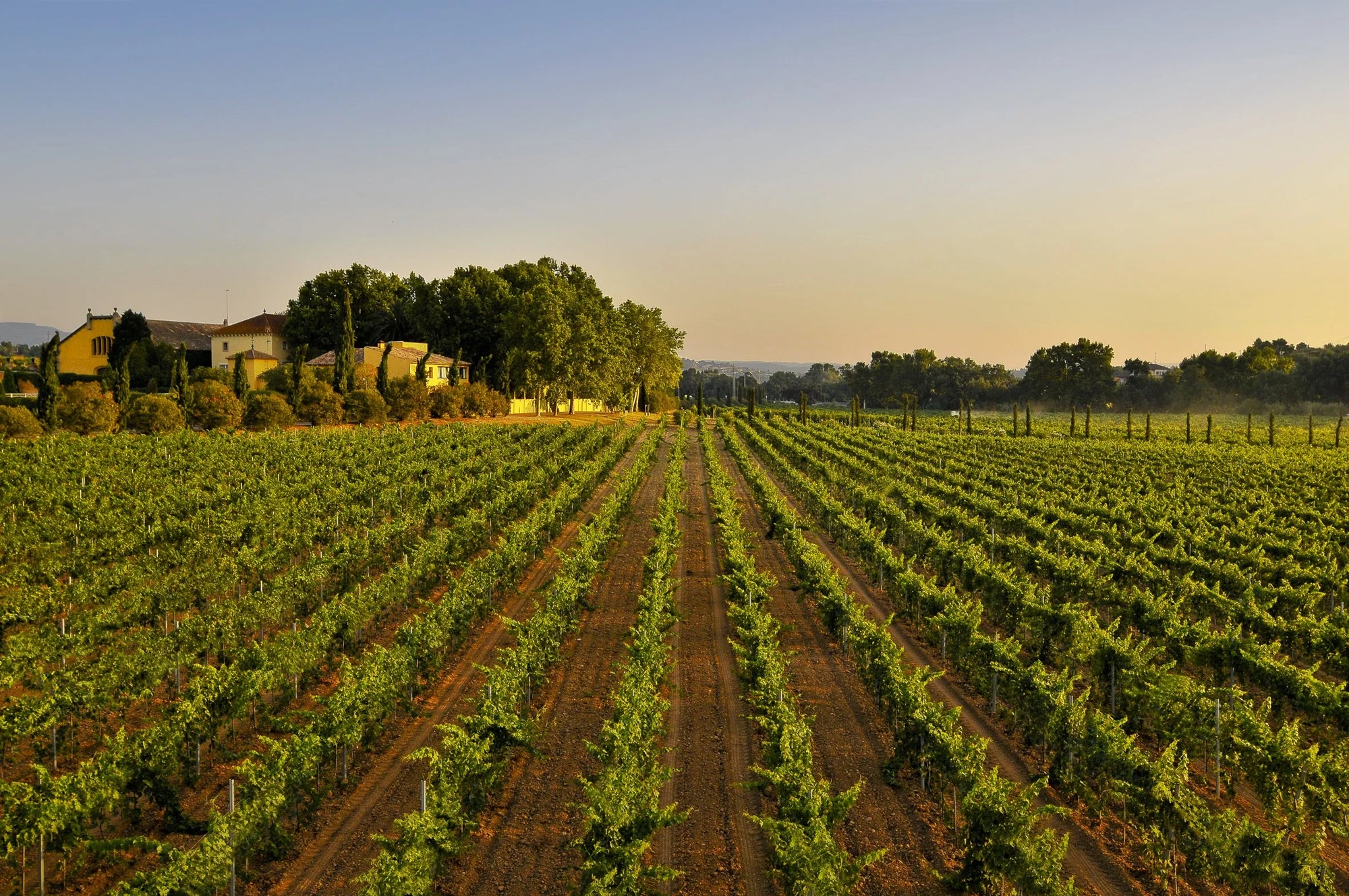 Red wines