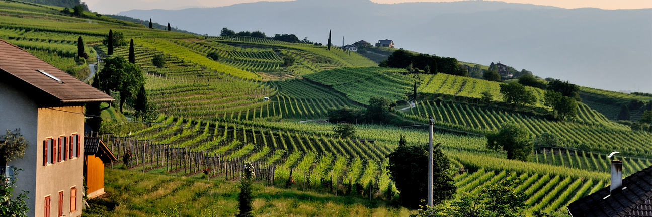 Castello di Fonterutoli Siepi Collectors Wine World GmbH
