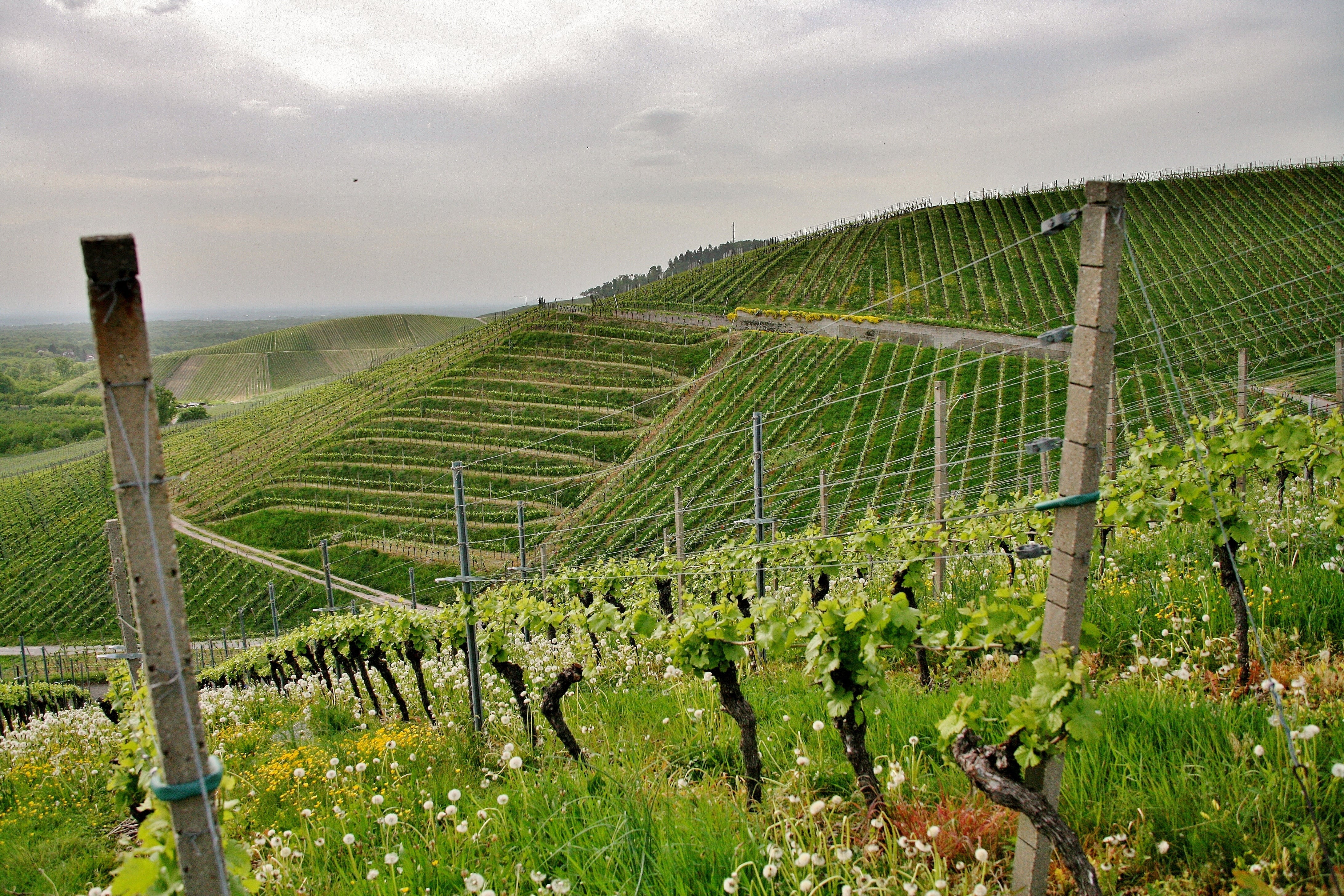 Pomerol