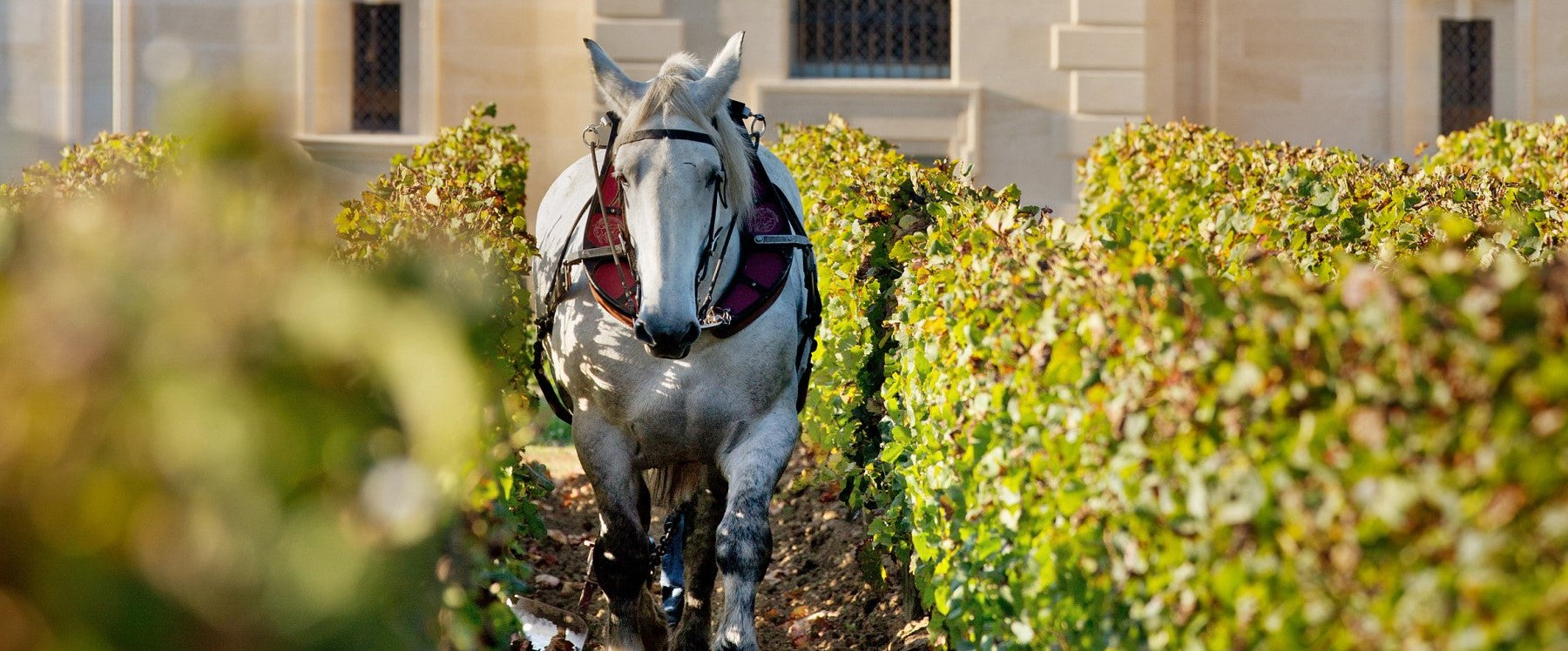 Biodynamische Weine