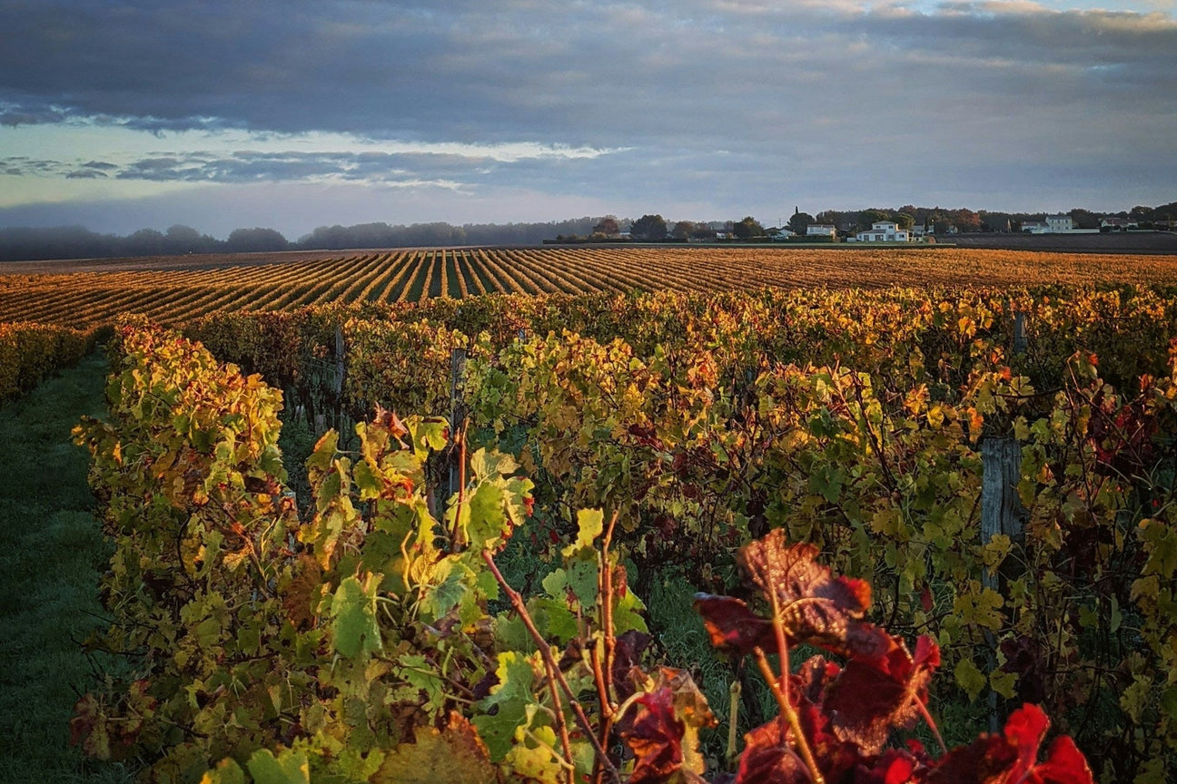 Château Clerc Milon Collectors Wine World GmbH