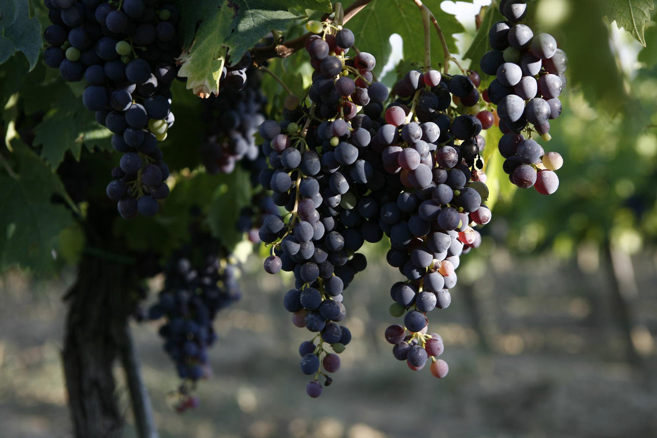 Trauben der Rebsorte Cabernet Sauvignon hängen im Weinberg