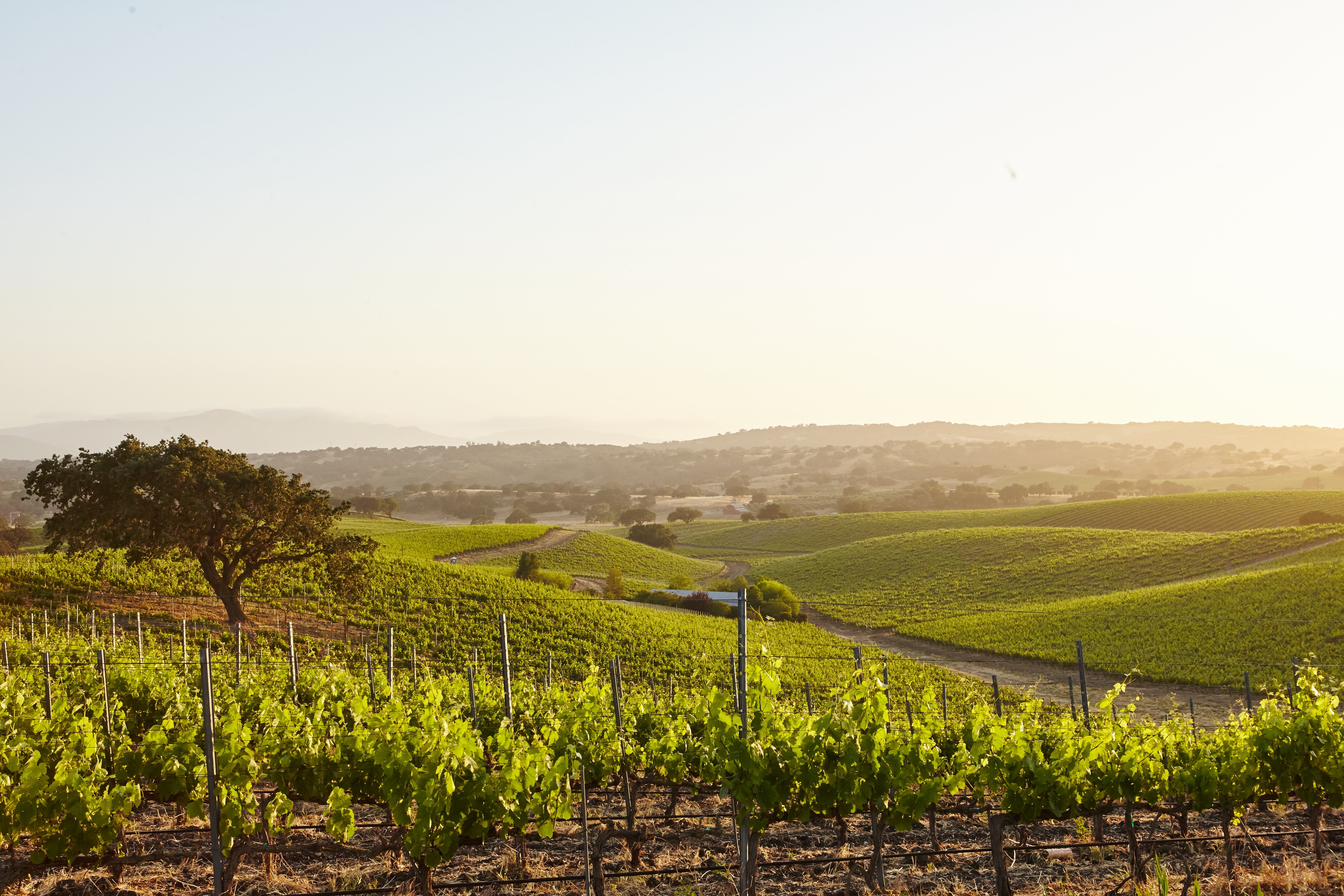 Pauillac