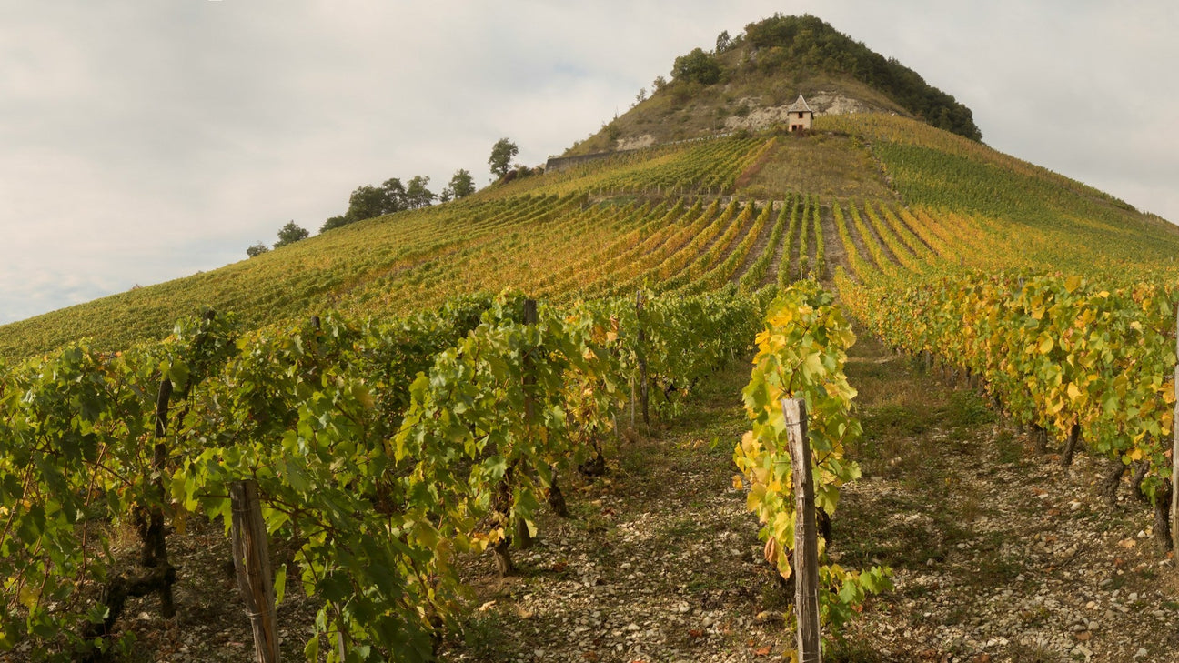Cotes de Roussillon Vineyards