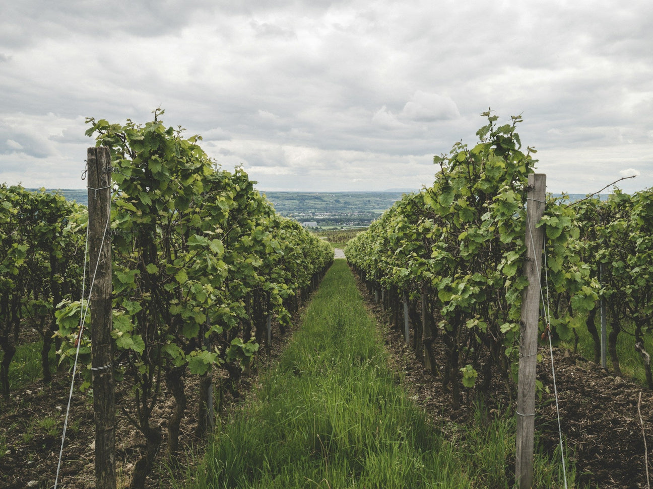 Weinberg in Franken