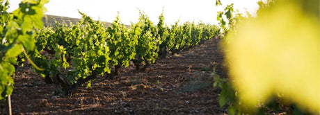 Dominio de Pingus Collectors Wine World GmbH