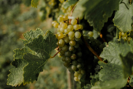 Uvas de la variedad Grüner Veltiner en el viñedo