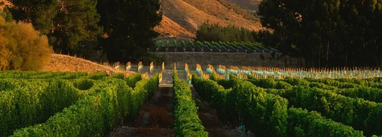 Little Beauty VINULTRA Collectors Wine World GmbH