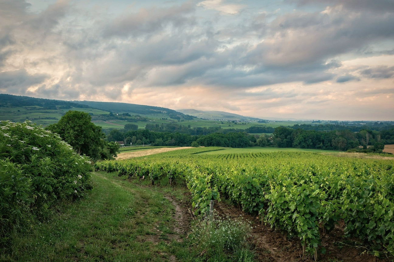 Weinberge im Burgund Domaine Yvon Clerget