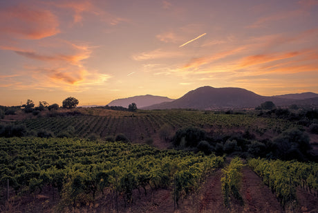 Penfolds