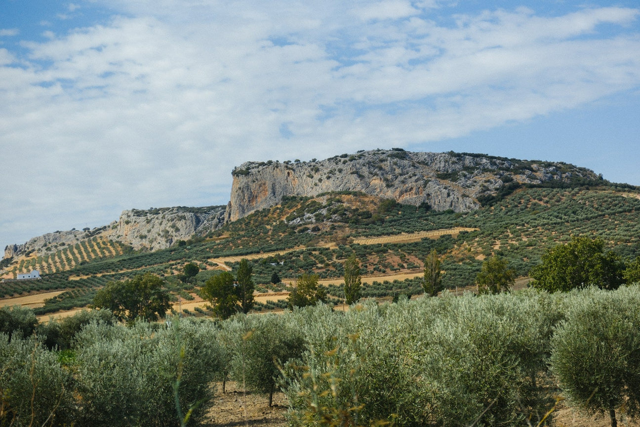 Mallorca Collectors Wine World GmbH
