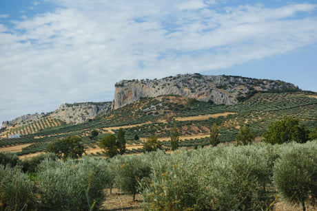 Mallorca Collectors Wine World GmbH
