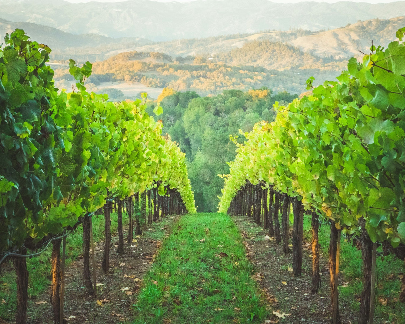 Sonoma Coast