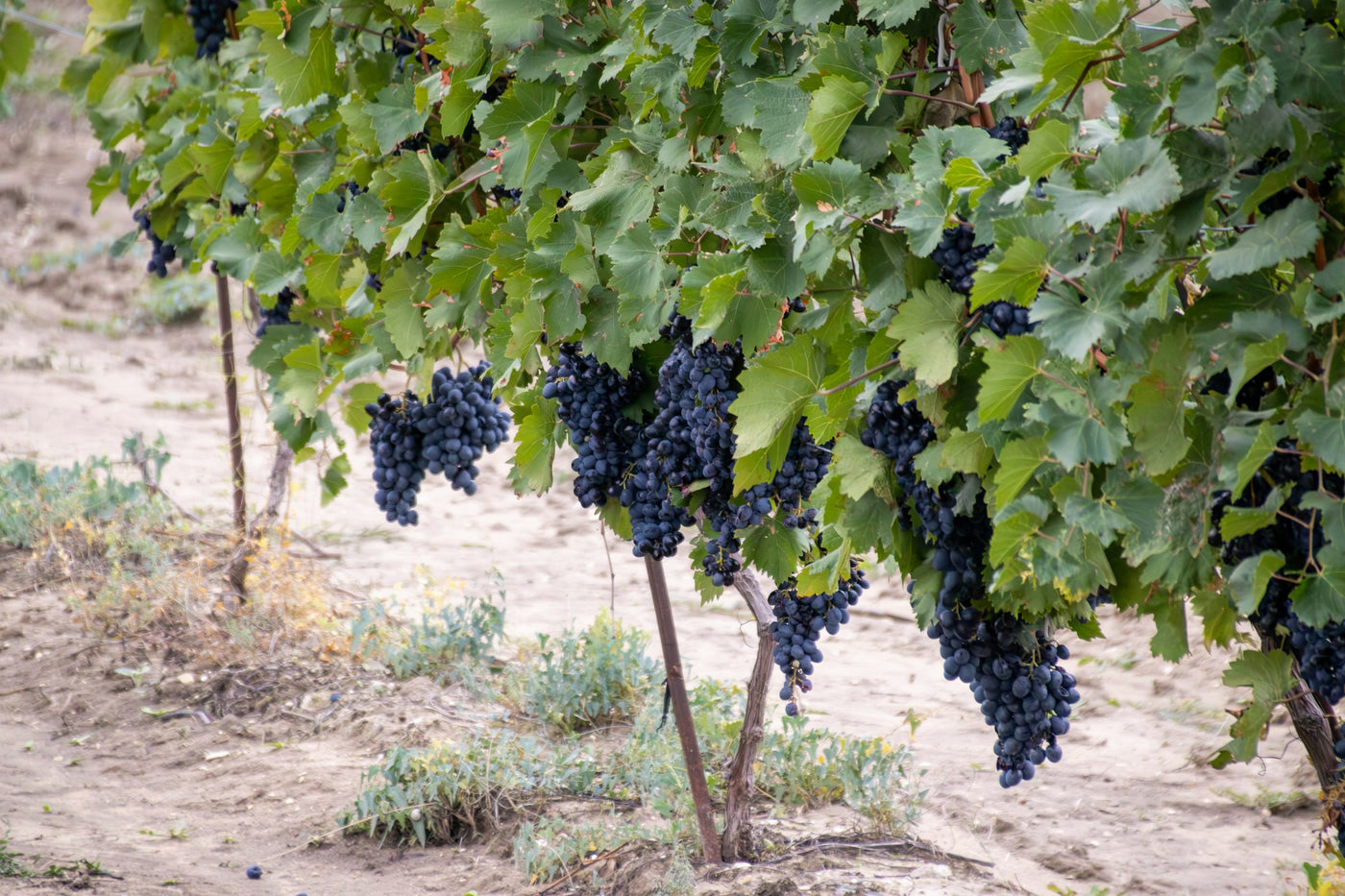 Racimos de uva de la variedad Carmenère en el viñedo