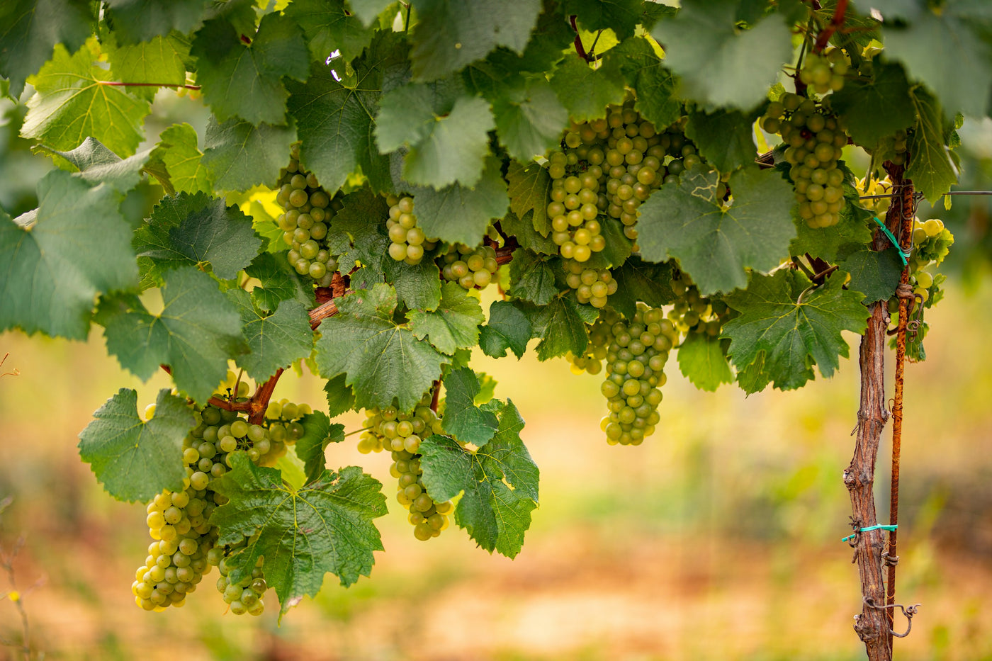 Trauben der Rebsorte Grauburgunder hängen im Weinberg