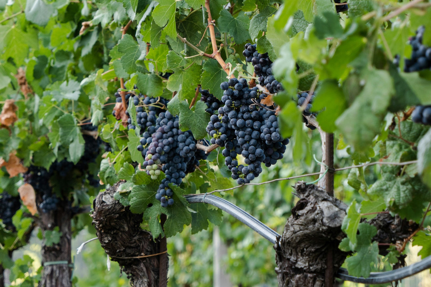 Grapes the Primitivo hängen in Weinberg