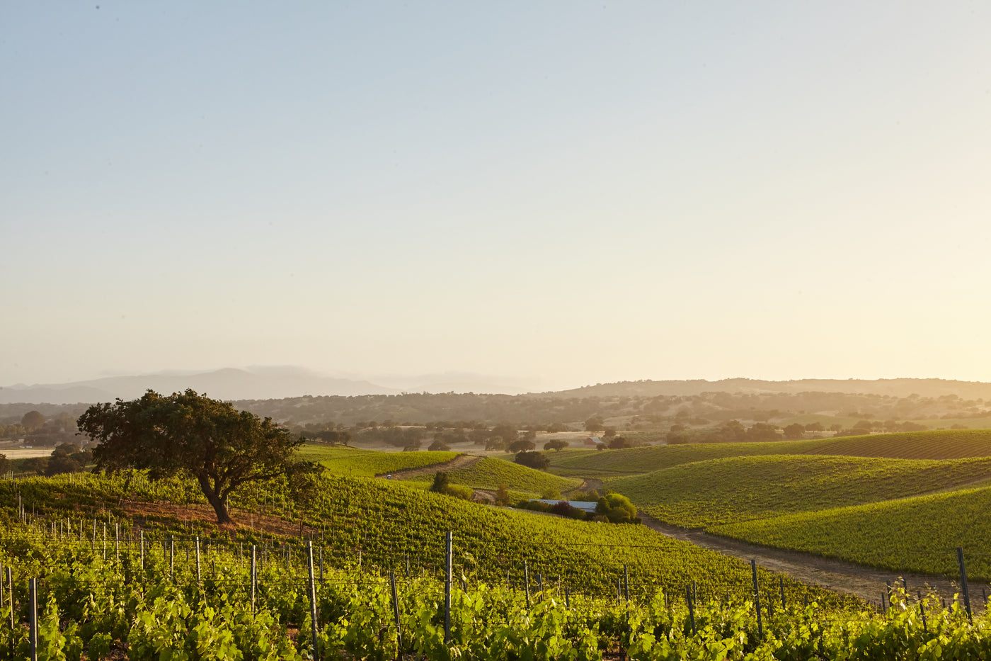 Weinberge in der Region Rhone