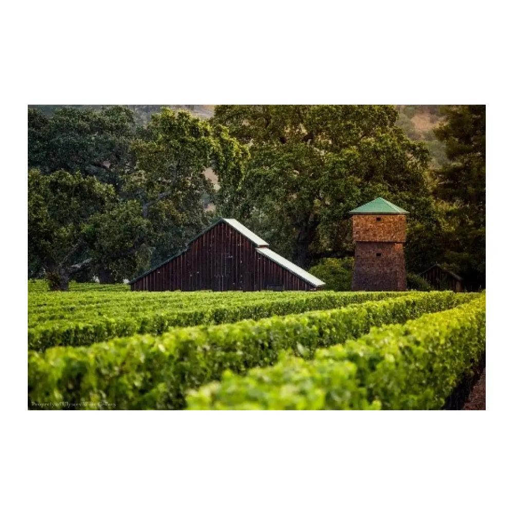 Ulysses Wine Cellars Napa Valley 2016 Collectors Wine World GmbH