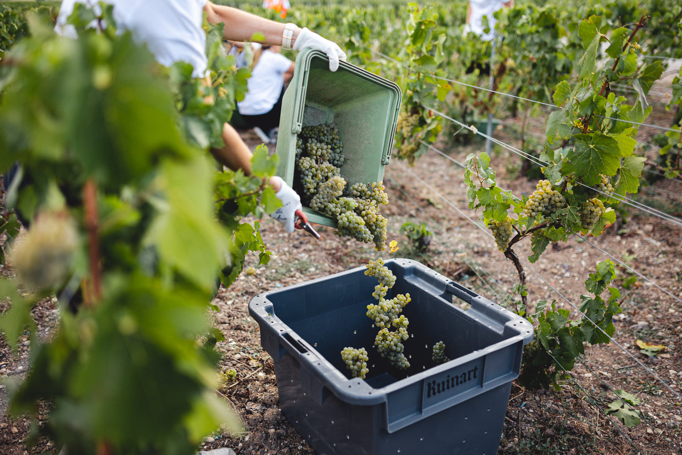Arbeit in Weinberg of Champagne Ruinart
