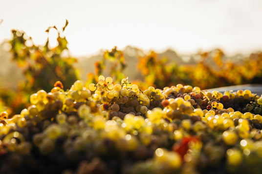 Pinot Blanc Grapes in the Sonne